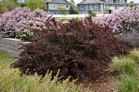 redleaf barberry